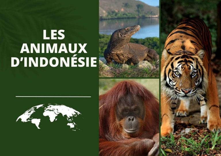 les animaux indonésie