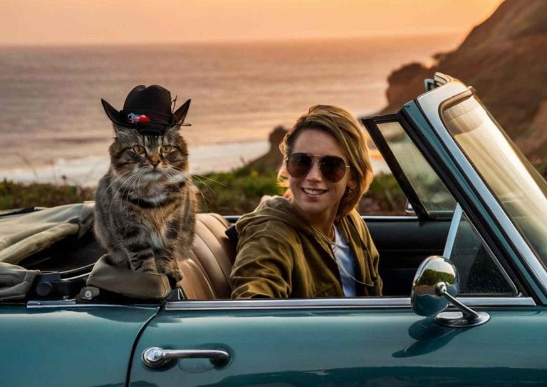 voyager avec un chat en voiture